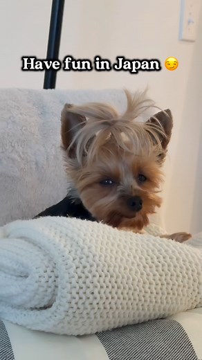 76K views · 1.8K reactions | Thinking about taking your dog to Japan?...