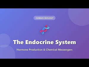Endocrine System Explained: Hormone Production & Glands | Human Biology for Beginners