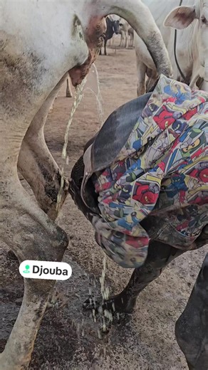 Mundari Tribe Water Challenges and Resilience