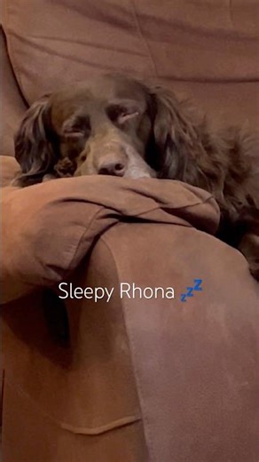 Sleepy wee Rhona #dog