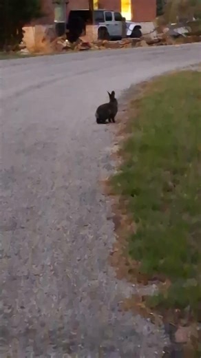 Cotton Tail Crossing