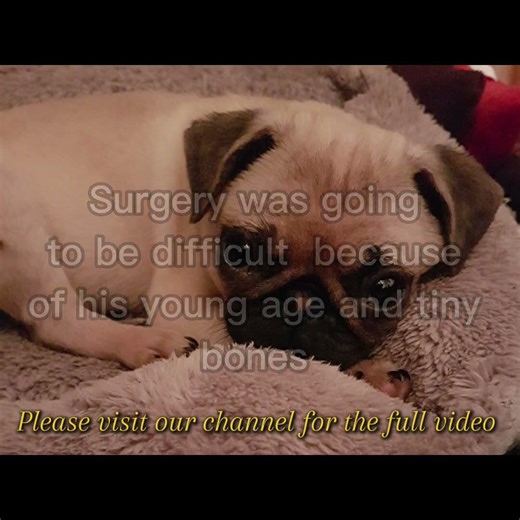 A Pugs Story - Puppy Accident #shorts #short