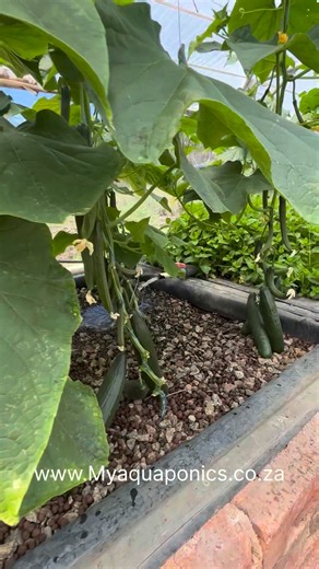 14K views · 145 reactions | Quick Tour Aquaponics System before Course on 18 Oct 2025 #aquaponics #sandponics #growownfood #selfsustainability #farming #agriculture | MyAquaponics | Facebook