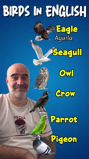 Birds in English #Ingles #AprenderIngles #LearnEnglish