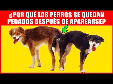 ¿Por Qué Los Perros Se Quedan Pegados Después De Aparearse? - Proceso De Reproducción Explicado