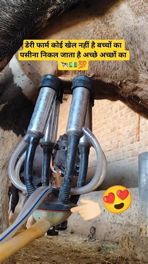 MILKING MACHINE FOR COW 🐄🙏🏻 #dairyfarm #shorts #milking #machine #dudh #cow #cowmilking #trending