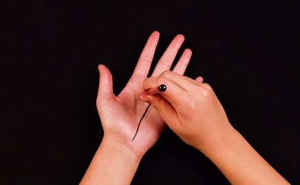 Spark Curiosity With Illusion Art