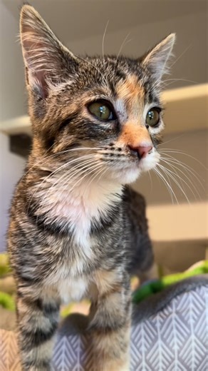 4K views · 187 reactions |  Meet Pickles!  This sweet girl was...