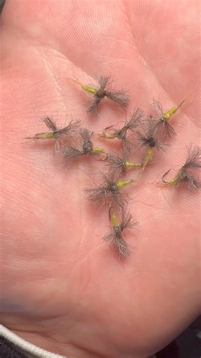 Blue Winged Olive Timmy- Fly Tying🔥 ‪@CharliesFlyBox‬ #flytying #mayfly #flyfishing #trout #bwo