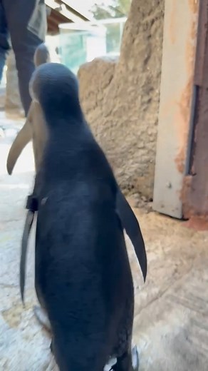 It's Gabby and Shubert's first time on Penguin Island! With the warmer weather, they'll be making more appearances. While we can't guarantee you'll spot them, be sure to keep an eye out during your next visit! | Adventure Aquarium