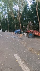 2.9M views · 10K reactions | Legit #run | MC MIKE | Facebook