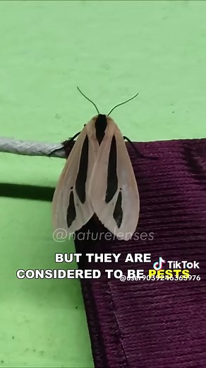 Creatonotos Gangis: The Mysterious Alien Moth