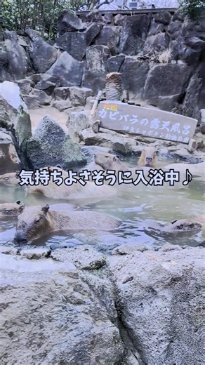 元祖カピバラ露天風呂に癒された#伊豆シャボテン公園#カピバラ#動物#capybara#shorts