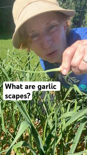 What are garlic scapes and what do you do with them?