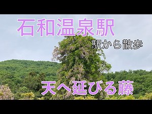 天へ延びる藤【石和温泉駅・駅から散歩】