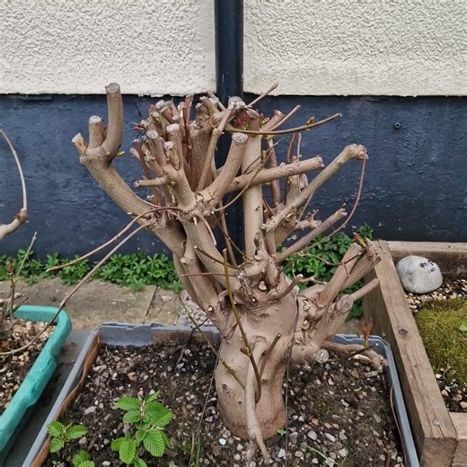 beautiful pink on the emerging leafs 🙏🌳🌿