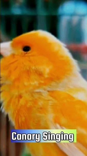 Canary Singing Training Video | Best Canary Singing | Canary Bird Sounds #galerikenariindonesia