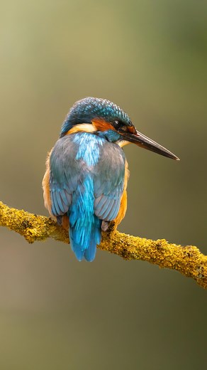 The beautiful Kingfisher 🥰 Any day getting to see these birds is a good day. Making the most of 120fps to show the details of this incredible Kingfisher. They are so quick! Blink and you’ll miss em 🥰 Filmed at @billingford_wildlife_hides #kingfisher #norfolkwildlife #britishwildlife #britishwildlifephotography #canoncreator | Megan James Photography