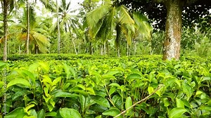Tea field on Sri Lanka (Ceylon). Tea plantations. Healthy Vegetarian Food. Germination of Tea at the Asian countries, Growing. Beautiful landscape. Nature of Sri Lanka. Food industry