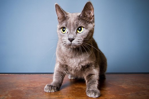 Do Cats Get Anxiety? How to Spot the Signs—And Help Your Cat