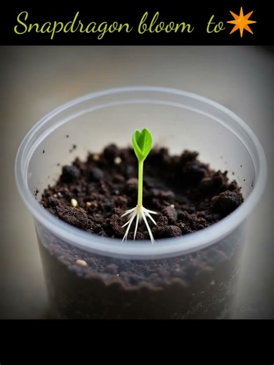 This Snapdragon Plant Bloomed SO Fast! 🌸✨ (Satisfying Growth)#viralvideo#viralshorts 2026