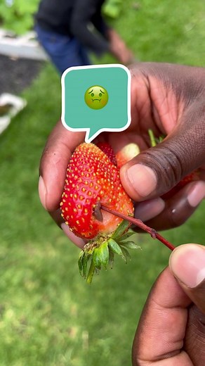 Would you eat it? 🥴 Funny enough the slugs always go for the sweetest strawberries so throwing it away would be a waste 😅 Just cut off the water part and enjoy 😋😂 . . . . . . #slugs #gardenslugs #growingstrawberries #homegrownstrawberries #gardenpests #gardentok #gardentiktok