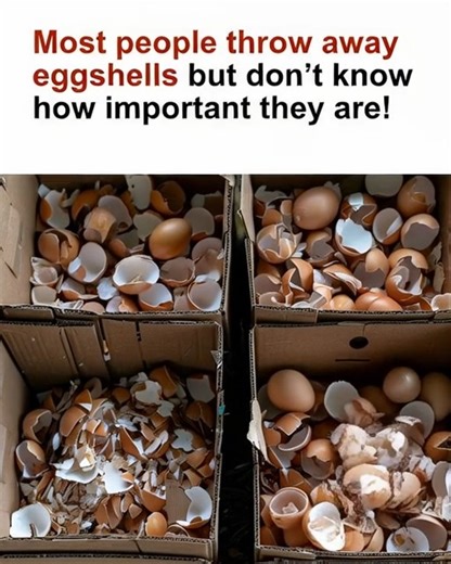 204K views · 173 reactions | DON'T throw away eggshells | Easy craft | Facebook