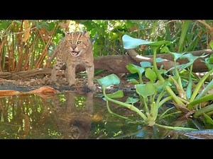 Fishing Cat Vocalizations (Prionailurus viverrinus)