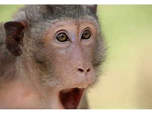 Convinced He's Tarzan, Man Tries to Break into Zoo's Monkey Exhibits, Police Say