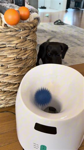 This Ball Launcher Turns a Dachshund Into a Chaos Machine