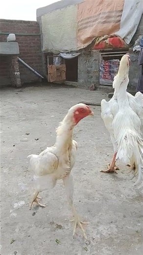 Hum nay Apne white King shamo ko khol Diya #shorts