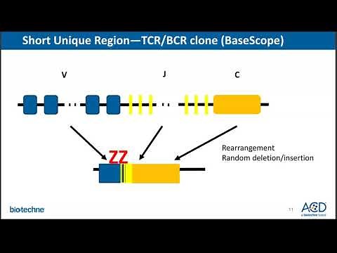 RNAscope/BaseScope Probe Design Overview Webinar - Oct. 2019