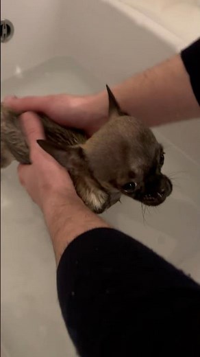 bébé chihuahua qui prends son bain drôle mignon funny cute chihuahua videos #chihuahua #viralvideo