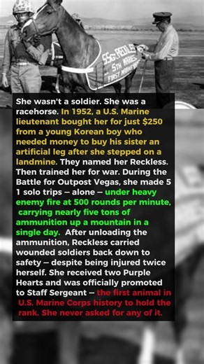 She Was Bought for $250 Then Made 51 Solo Trips Through Gunfire in a Single Day | Sergeant Reckless