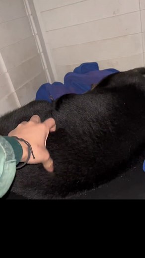 Adorable Baby Sun Bear Exploring the World