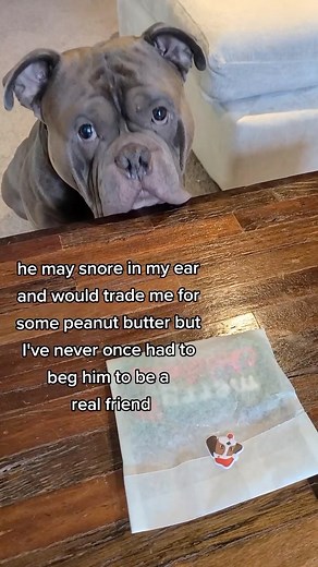 Everybody needs a Captain in their life ❤️🥳 . . . #dogmemes #dogmeme #bullybreed #americanbully #cutepuppy #aww #dogmomtips #dogdad #dog # . | Squish Biscuit