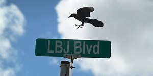 Why Are Grackles Flocking to Texas Supermarkets?