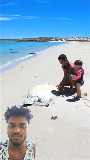 Sea turtle stuck on Remote Beach #animals #lovestor