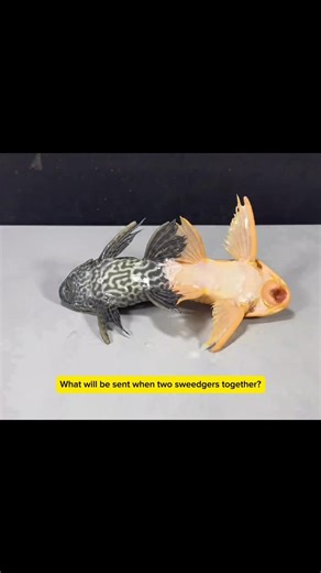 Exploring the Unique Two-Headed Scavenger Experiment