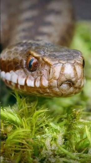 Snake Venom Types Explained: Neurotoxic vs Hemotoxic