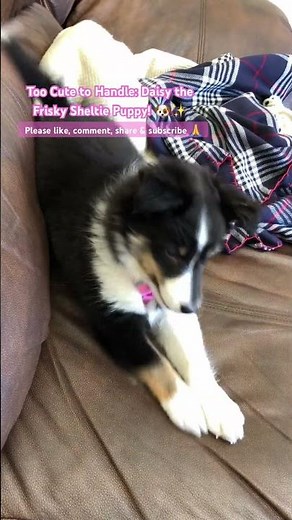 Too Cute to Handle: Daisy the Frisky Sheltie Puppy! 🐶✨