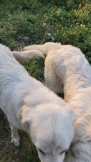 #homestead #homesteading #farmlife #simplelife #bestlife #peaceful | Mountain Spring Homestead