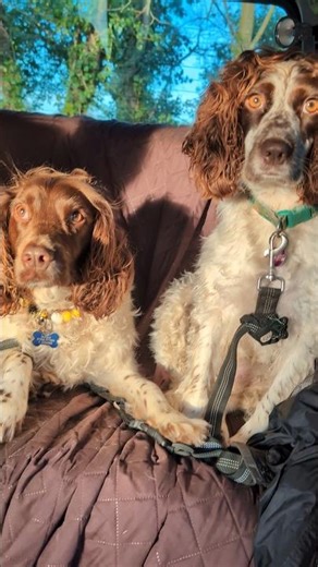 Beautiful Springer Spaniels