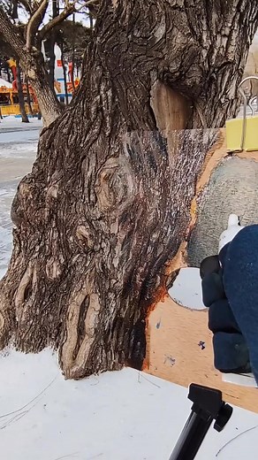 DIY Painting Techniques for Stunning Tree Bark Art