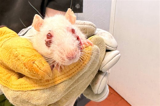 Hundreds of pet rats need new homes after they were found in condemned house in New York
