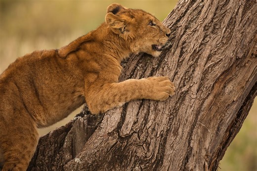 Watch nerve-shredding BBC footage of a tiny lion cub in terrifying fall from towering tree as male lions close in. Will it survive? | Discover Wildlife