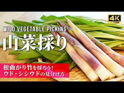 Japanese wild plants [Wild vegetable] bamboo shoots