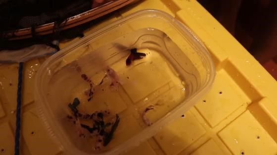 Rescuing Betta Fish From a Filthy Aquarium