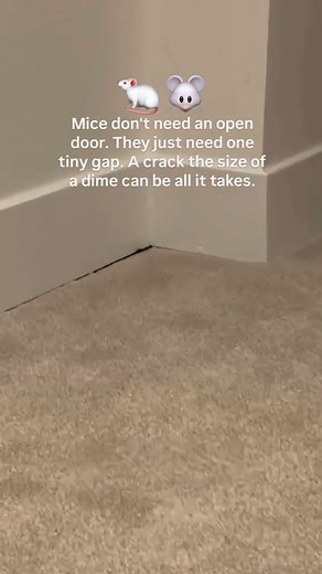 How Mice Get Into Your House and How to Stop Them