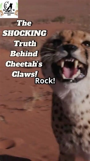 The SHOCKING Truth Behind Cheetah's Claws! 🐆🤯#cheetah #animals #wildlife #wildlifeentertainment